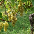 Vinobraní na Máchalce a Prosecká pouť