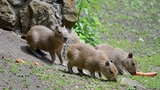 Trojnásobná radost v děčínské zoo: Máme trojčata kapybar vodních