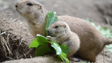 Zoo Děčín: Psouni prérioví mají mláďata! 