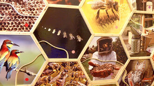 Expozice Království včel - NZM Kačina