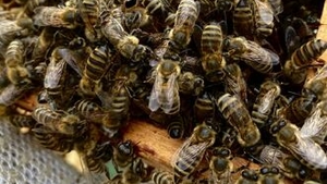Výstava Nejen včely. Opylovači známí i neznámí - NZM Ostrava