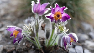 Botanická zahrada připravuje přednášky pro veřejnost - Tajemství světa rostlin