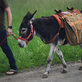 Oslí stezka - zážitková oslí farma, oslí trekking a asinoterapie