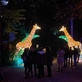 Projekt Světelná zoo, připravila v Zoo Praha firma Garden of Lights