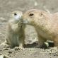 Zoo Děčín: Psouni prérioví mají mláďata! 