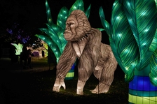 Projekt Světelná zoo, připravila v Zoo Praha firma Garden of Lights