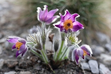 Botanická zahrada připravuje přednášky pro veřejnost - Tajemství světa rostlin